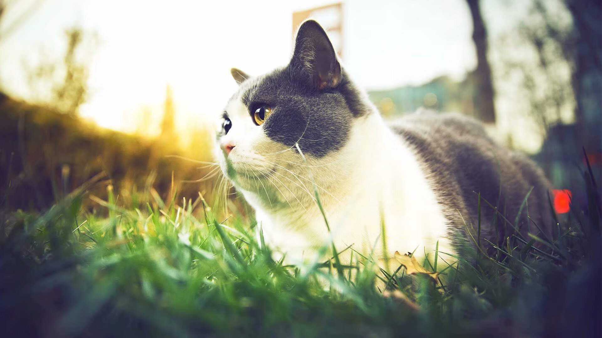 夜色中的舞者,当洪都拉斯的终场哨遇见永恒的内马尔艺术