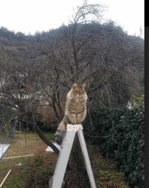 梦幻交锋，新疆队震撼NBA季后赛，力压活塞队