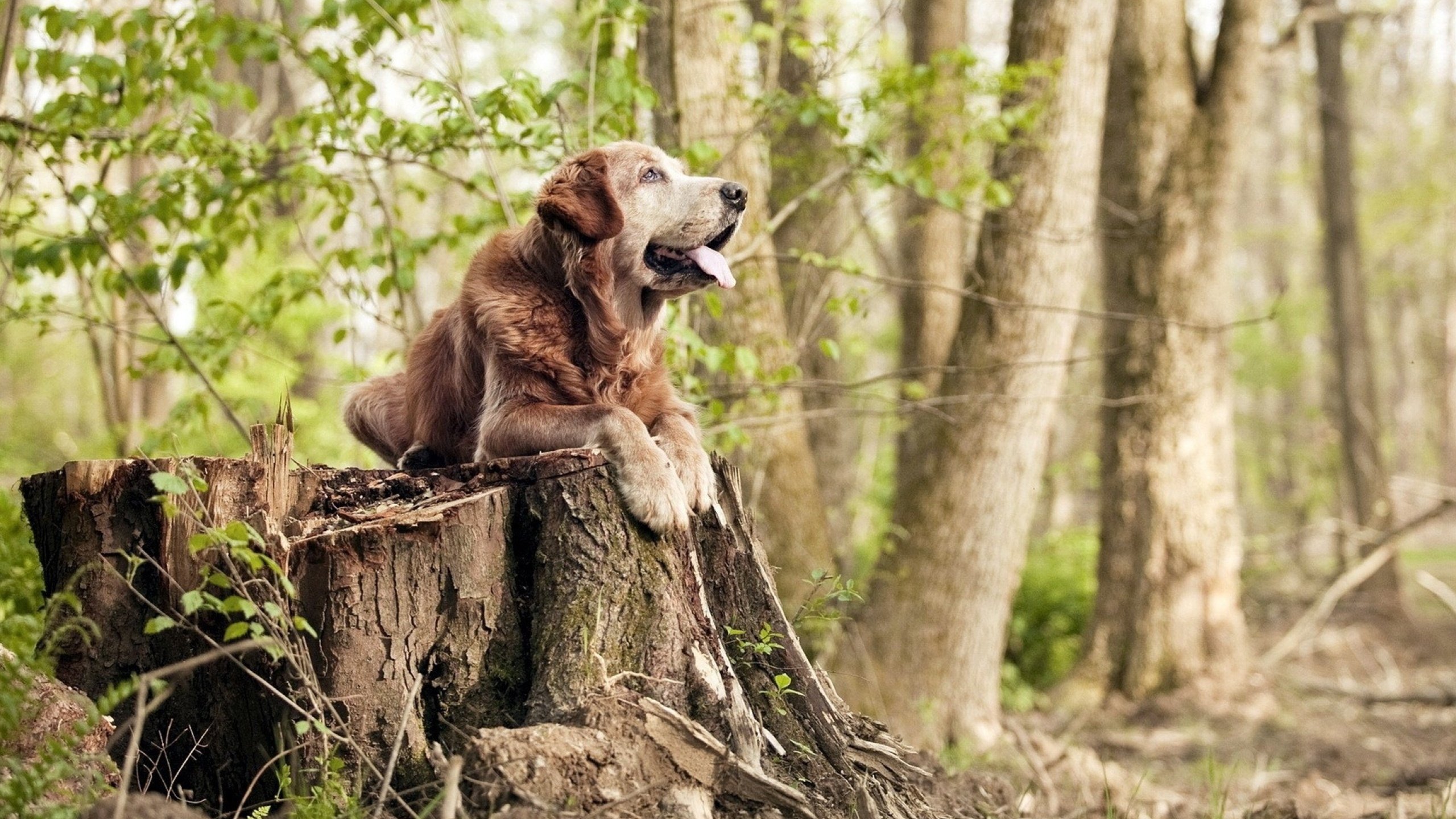 冰火之争，当长白虎遇见北境狼，两种生死战背后的东方密码